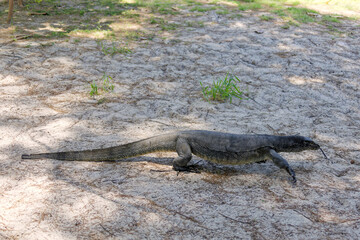 Die wundervolle tropische Welt von Borneo