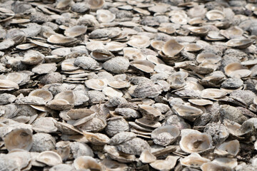 Shallow focus close up of a heap of opened empty Bluff oyster shells