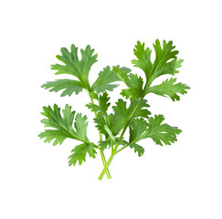 Green coriander leaves close-up, isolation on transparent png