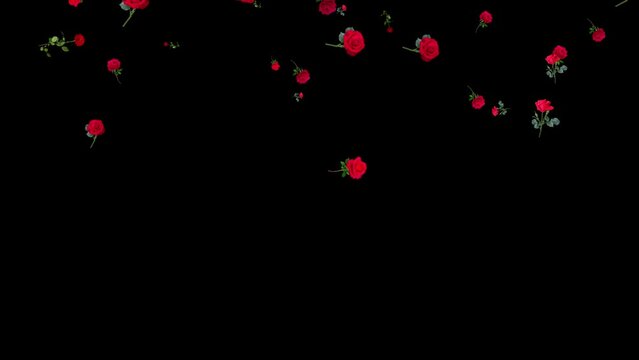 Falling isolated red roses. Natural summer flowers. Wedding decoration. Black screen. 25fps