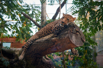 Fototapeta na wymiar A leopard lying on a tree branch in the zoo and looking straight into the frame