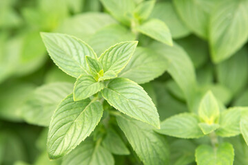 Slender Mint, aka Mentha Diemenica in the garden.