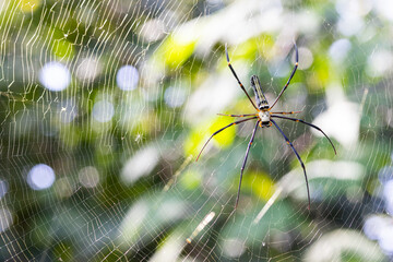 Forest spider, green backgdrop blur from the leaves, bokeh from incoming light good for background.