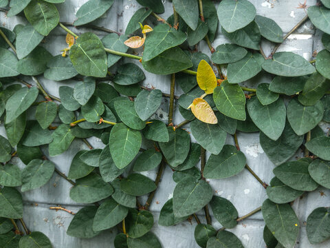 Leafs green plant in the wall with small yellow leaf