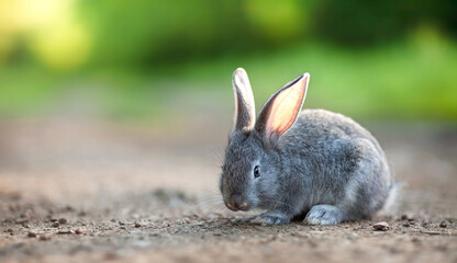 Naklejka na ściany i meble gray rabbit on a rocky sunny path 