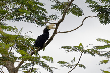 Die wundervolle tropische Welt von Borneo
