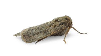 Obraz premium Single Hoplodrina ambigua moth isolated on white