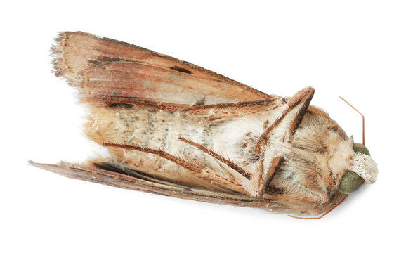 Dead corn earworm moth isolated on white, top view