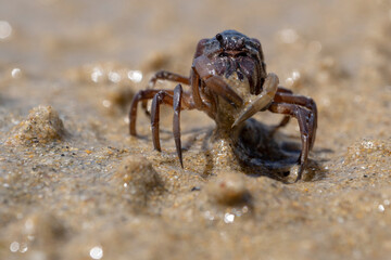 Crab on the sandy beach in Wilsons Promontory National Park