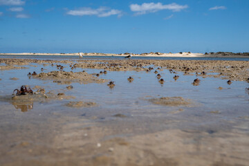 Crab on the sandy beach in Wilsons Promontory National Park