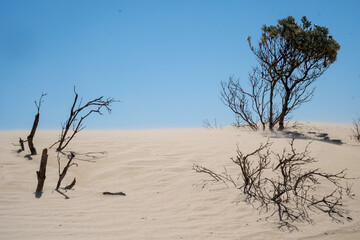 Sandy Dunes of the Big Drift in Australia, Melbourne, Victoria