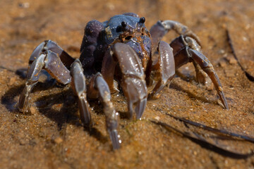 Crab on the sandy beach in Wilsons Promontory National Park