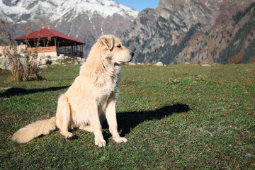 Adorable dog in mountains on sunny day