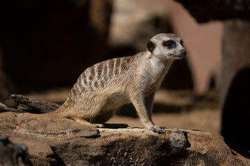 Meerkats curiously observe their surroundings
