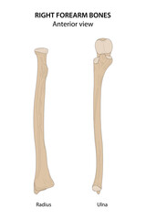 Right forearm bones (Radius and Ulna). Anterior view.