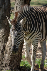 Fototapeta na wymiar Zebra with clearly visible stripes in the zoo