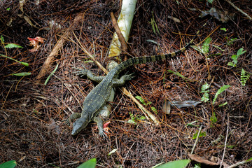 Die wundervolle tropische Welt von Borneo