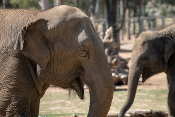 Naklejka na ściany i meble Asian elephant (Elephas maximus) close-up in north-eastern Australia near Dubbo