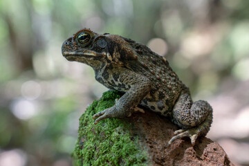 Cane toad close-up in tropical north-east Australia near Cairns