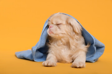 Cute Pekingese dog with towel on yellow background. Pet hygiene