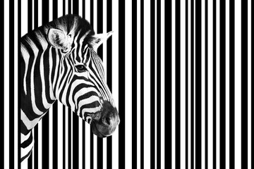 Detail of a zebra head over an abstract white and black striped code background.