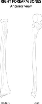 Right forearm bones (Radius and Ulna). Anterior view. Black and white illustration.