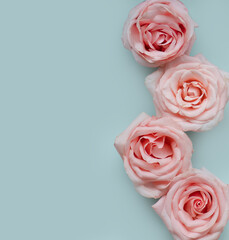 Pink roses close up, blue background 