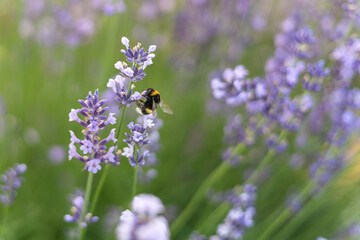 A bumblebee pollinates a blooming lavender.