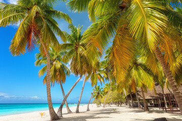 Fototapeta na wymiar Amazing tropical paradise beach with white sand, coconut palms, sea and blue sky, outdoor travel background, summer holiday concept, natural wallpaper. Caribbean, Saona island, Dominican Republic