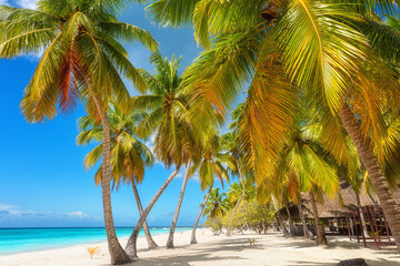 Amazing tropical paradise beach with white sand, coconut palms, sea and blue sky, outdoor travel background, summer holiday concept, natural wallpaper. Caribbean, Saona island, Dominican Republic