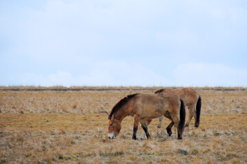 Przewalski's horse on a spring pasture. Horse rescue program, restoration of the steppe in the Dívčí hrady locality, Czech Republic. Rare and endangered wild horse. originally native in Central Asia.