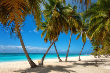 Fototapeta na wymiar Amazing tropical paradise beach with white sand, coconut palms, sea and blue sky, outdoor travel background, summer holiday concept, natural wallpaper. Caribbean, Saona island, Dominican Republic