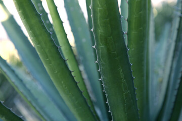 Fototapeta premium Closeup view of beautiful Agave leaves. Exotic plant