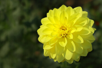 Fresh yellow Dahlia flower head on  green defocused background. Dahlia petals closeup. Big summer flowers. Floral abstract background. Close up of yellow flower Chrysanthemum