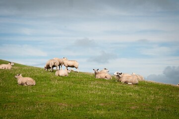 sheep in the field