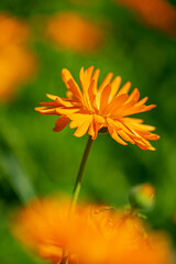Garden marigold (Calendula officinalis) flowers, view from above