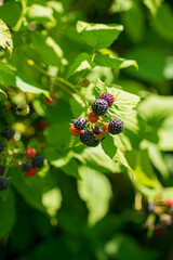 Growing black raspberry (Rubus idaeus)