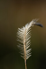 Agropyron cristatum, crested wheat grass, crested wheatgrass, fairway crested wheat grass. pectinatum, resting wheatgrass, Poaceae. Wild plant in summer.