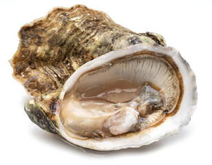 Opened and closed raw oysters isolated on white background. Delicacy food. © volff