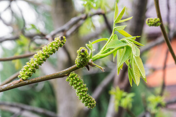 Freshly burst leaves of walnut tree close-up. Spring background.