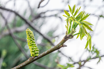 Freshly burst leaves of walnut tree close-up. Spring background.