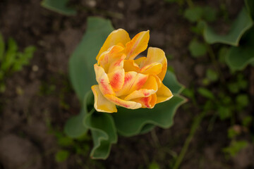 Nice color tulip flowers in the  spring at sunny morning on main square of Kiev Khreshchatyk, Ukraine