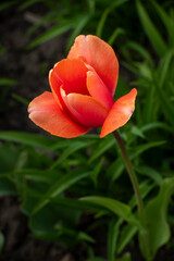 Nice color tulip flowers in the  spring at sunny morning on main square of Kiev Khreshchatyk, Ukraine