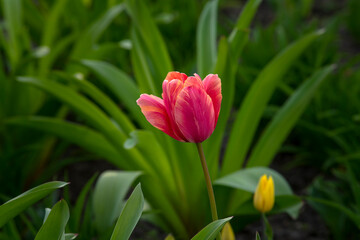 Nice color tulip flowers in the  spring at sunny morning on main square of Kiev Khreshchatyk, Ukraine