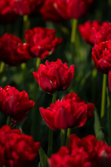 Nice color tulip flowers in the  spring at sunny morning on main square of Kiev Khreshchatyk, Ukraine