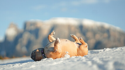 Obraz na płótnie Canvas dog in snow