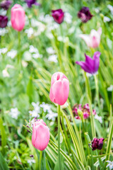 pink tulips in the garden