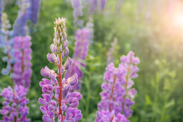 lupins in the field. beautiful pink flowers are blooming