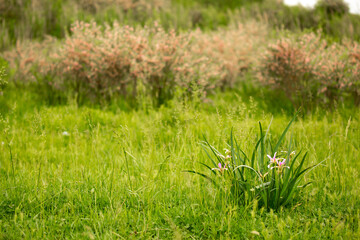 Anise seeds close-up macro as a background and texture. Indian spices for cooking. on a white background
