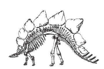 Skeleton of Stegosaurus ungulatus. Doodle sketch. Vintage vector illustration.